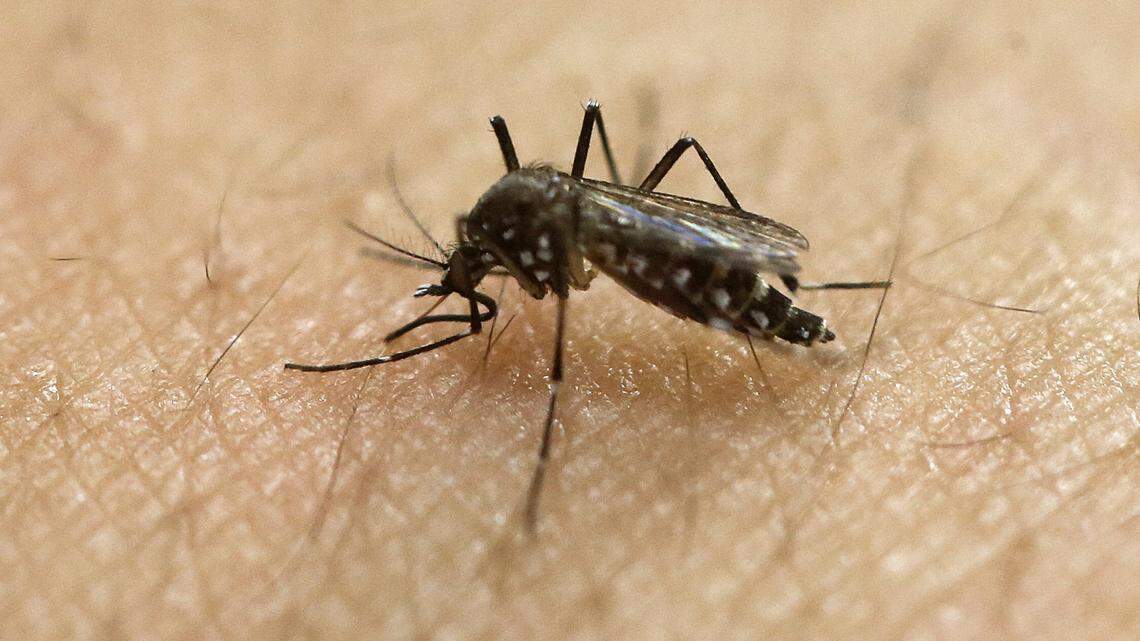 The Aedes aegypti mosquito is a carrier of Dengue. On Nov. 19, 2018, the Florida Health Department in Miami-Dade confirmed that a person contracted the painful virus.