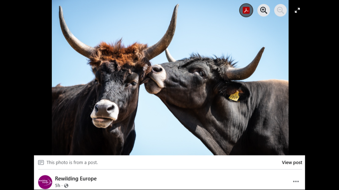 A new breed mimicking a centuries-old species is being released in Denmark for the first time.