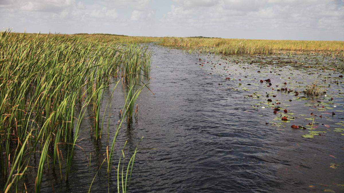 The state of Florida wants to take over permitting for its wetlands from federal agencies. Critics fear these environmental assets will be lost to development if that happens.