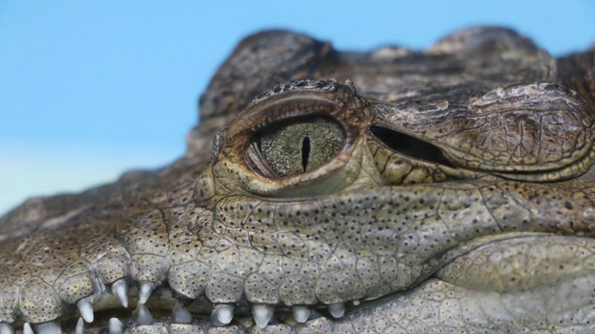 Alligator