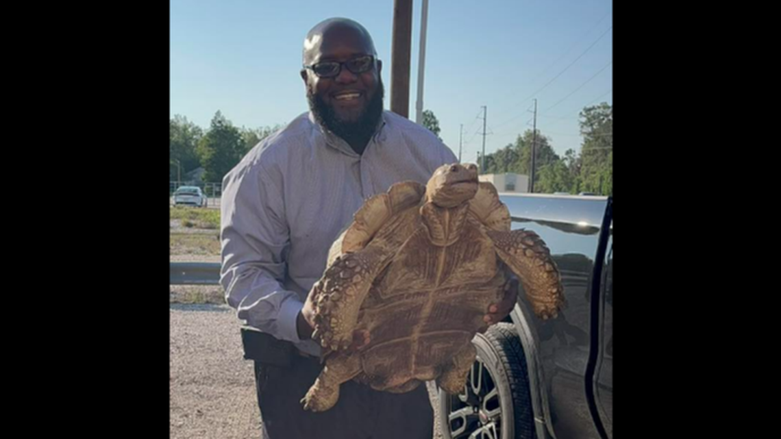 The strange saga of an African tortoise living among dogs and cats at a Louisiana animal shelter took an even stranger turn when two men showed up to report the ottoman-sized creature was their lost house pet.
