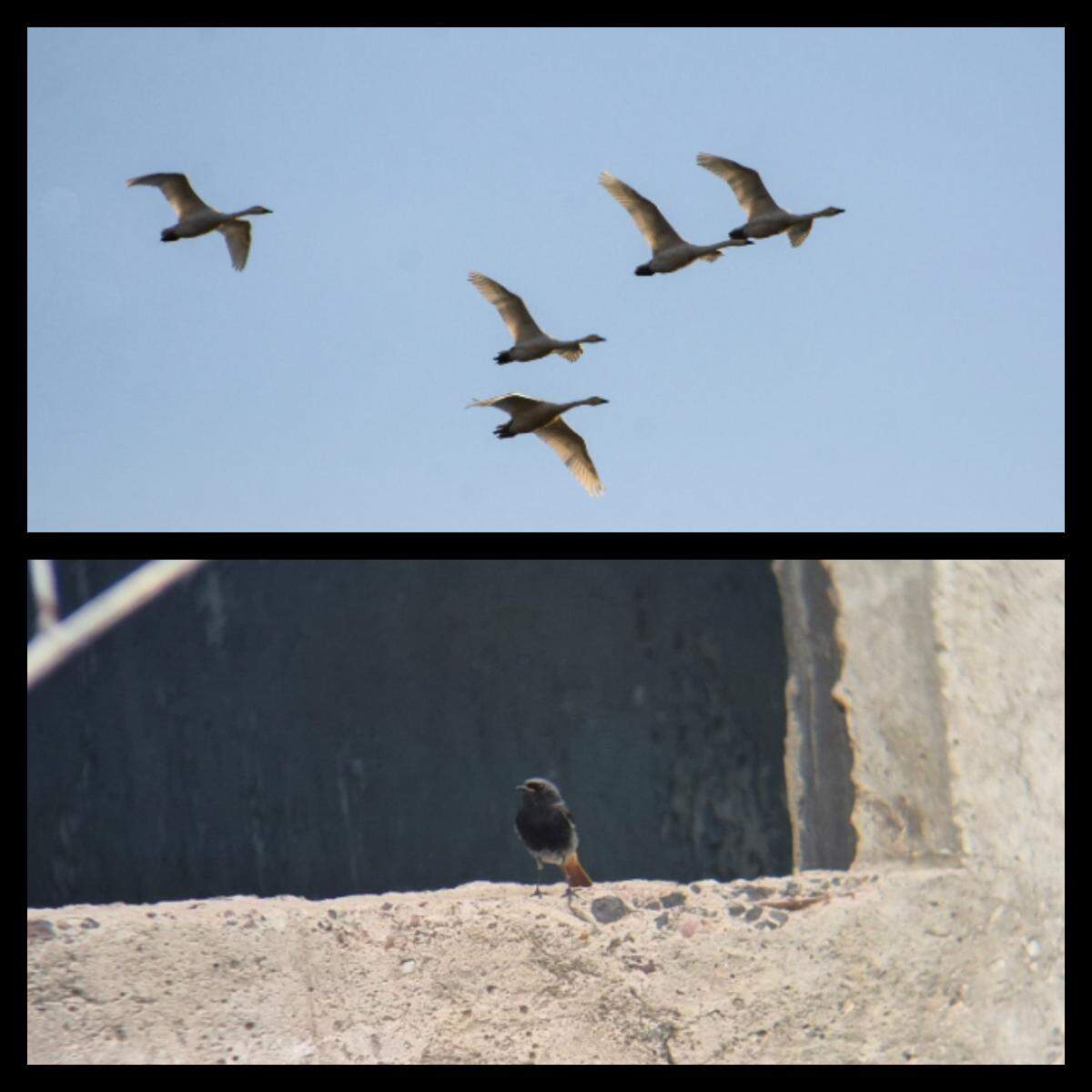 Massive Bewick’s swans and city-dwelling black redstarts were both recorded in the study.