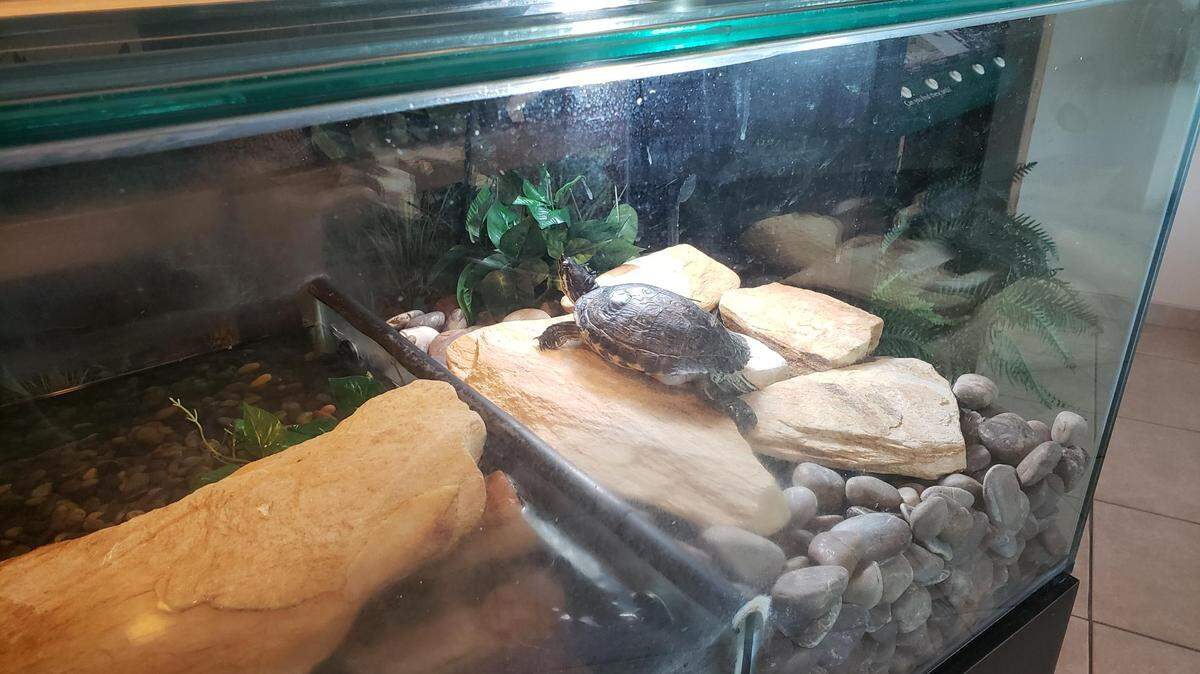 Someone took Howard the turtle from his tank at Long Key Nature Center in Davie on June 21, 2019, and released him into a pond.