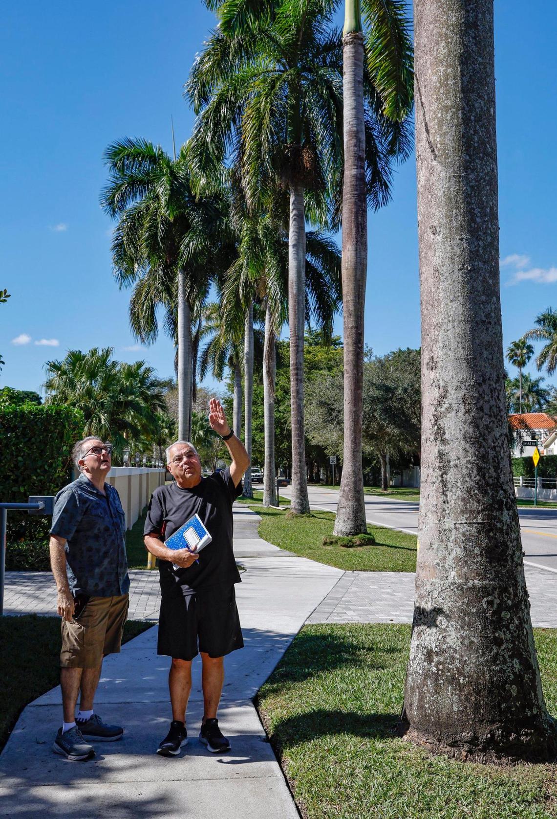 Pinecrest residents Esteban Gerbasi and Jose Hernandez, left to right, look up at the Royal Palms that are marked for removal for a street expansion in Pinecrest on Saturday, January 7, 2023.