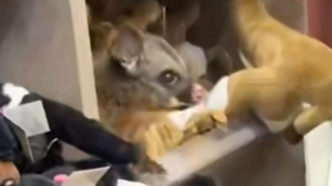 real possum hiding among stuffed animals hobart airport australia