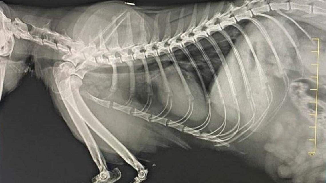 An X-ray taken on Dec. 14, 2021, at a county clinic of Piper, a cat belonging to Bronwyn Stanford, director of Animal Services for Miami-Dade. An Inspector General report found the free pet care violated county rules. Stanford, suspended since July for undisclosed reasons, denied the finding.