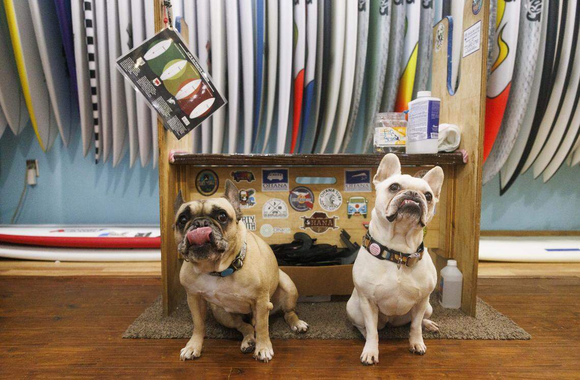 Leo, left, and Sailor, mascots of Ohana Surf Shop, a family owned shop off of Stuart Beach, pose during the morning on Thursday, Aug. 21, 2025, off the beach in Stuart, Fla. The shop has seen increased sales since the storm. They said that when there is big swell, they always seen an increase in sales.
