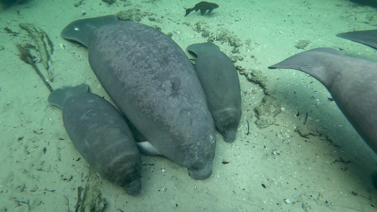 Estel the manatee is believed to be a first-time mom.