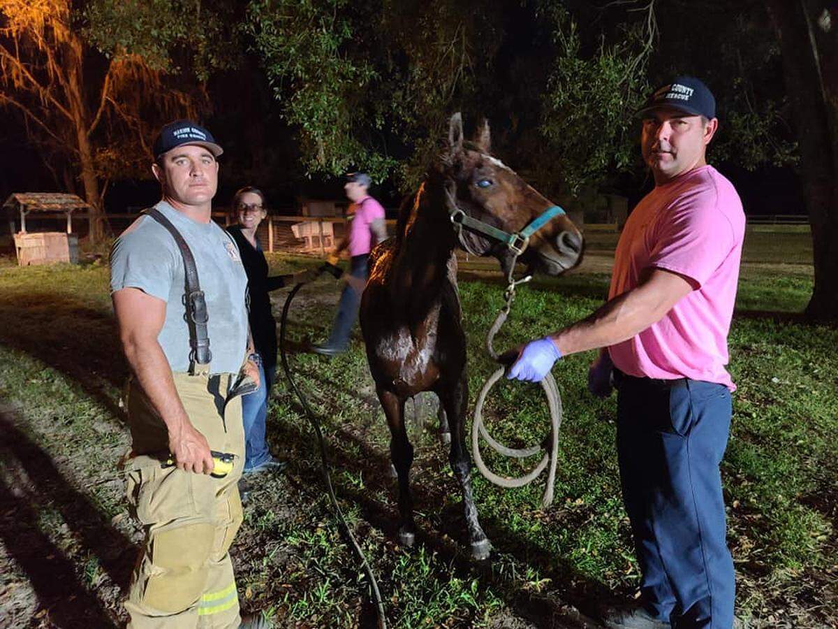 Marion County Fire Rescue firefighters pose with Buddy Bear after its rescue team saved the horse that had fallen into a septic tank in north central Florida on Oct. 30, 2020.