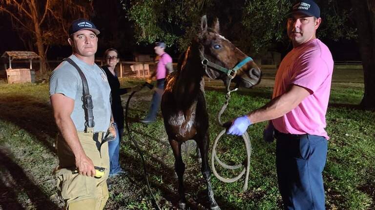 Watch Florida firefighters pull Buddy Bear the horse free from a septic tank
