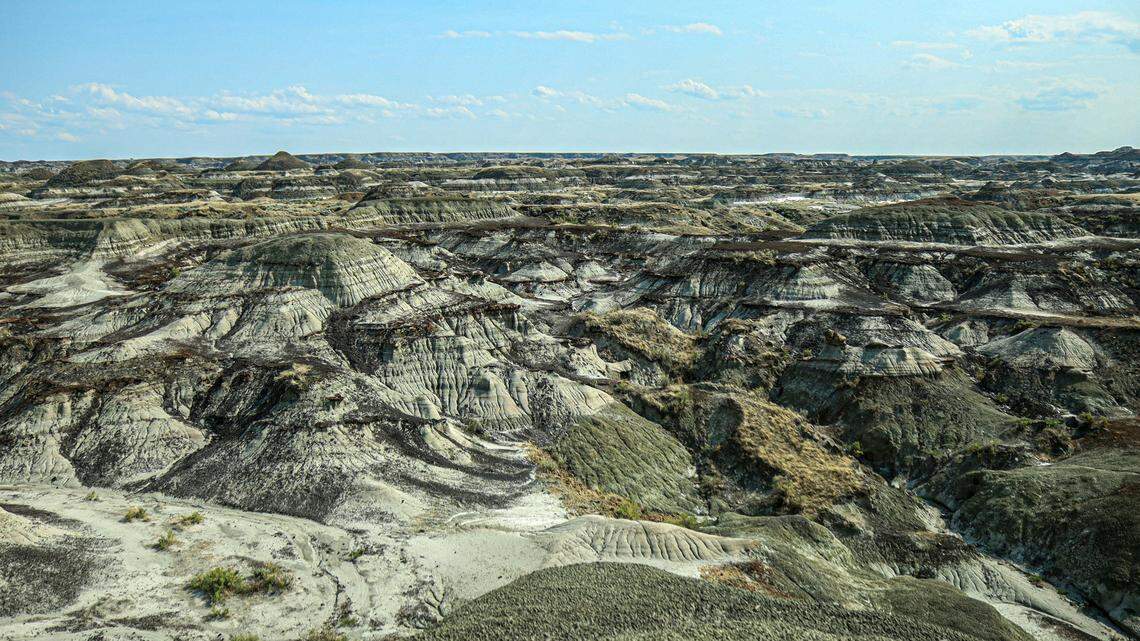 In Dinosaur Provincial Park in Alberta, Canada, students in a field course discovered a rare type of fossil.