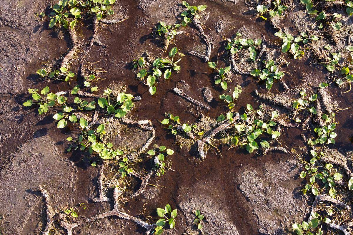 Alligator tracks are seen in the drought wetland at The Everglades National Park, in Pembroke Pines, Florida, May 16, 2025. At Everglades National Park in Florida, extreme drought dries up not only the habitat that wildlife depends on, but the tourism industry here in the largest wetland in the United States.