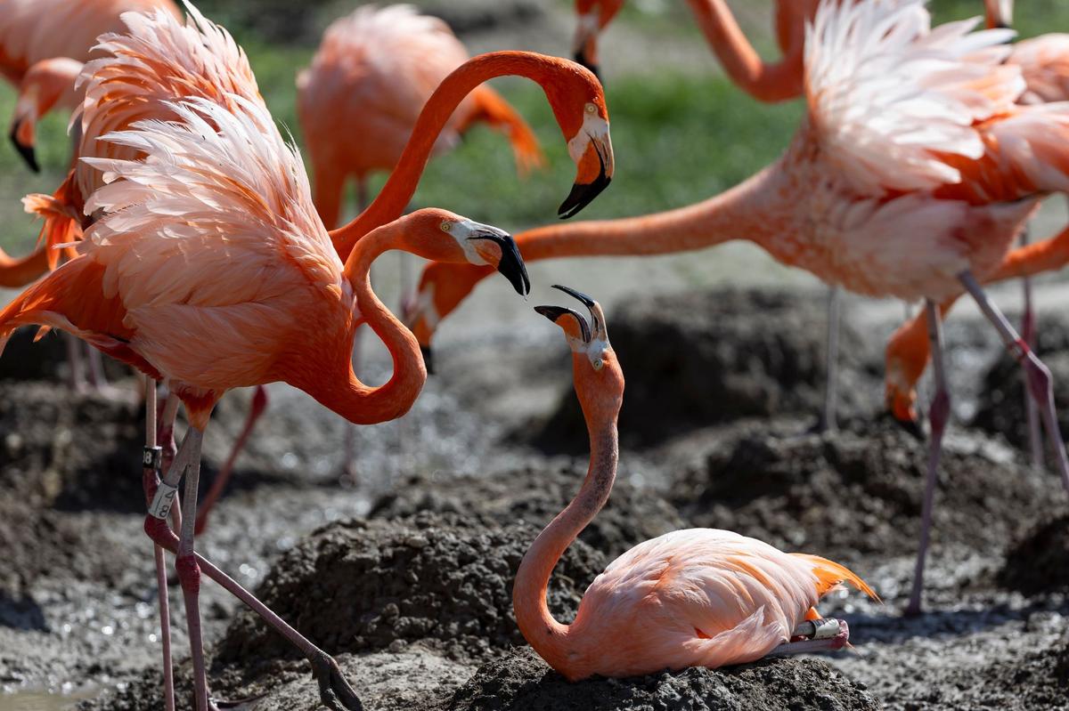 Vista de flamencos americanos en el Zoo Miami, el miércoles 24 de abril de 2024, en Miami, Florida.