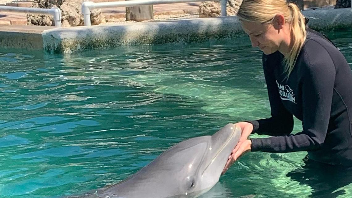 A Miami Seaquarium staffer interacts with one of the dolphins there. The for-profit attraction is in a battle with Miami-Dade Mayor Daniella Levine Cava over its lease on county waterfront.