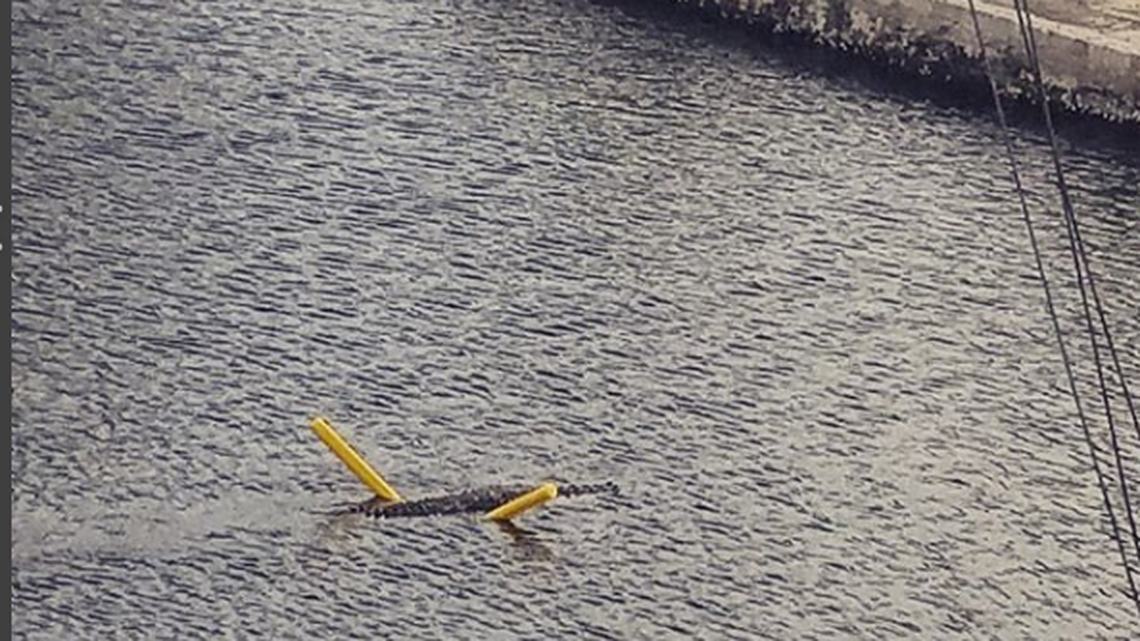 Croc on a pool noodle