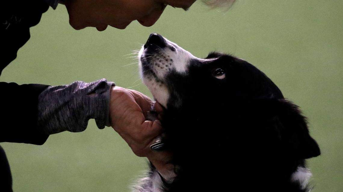 The way dogs respond to language and speech could depend on their age and breed, the study found (AP Photo/Wong Maye-E)