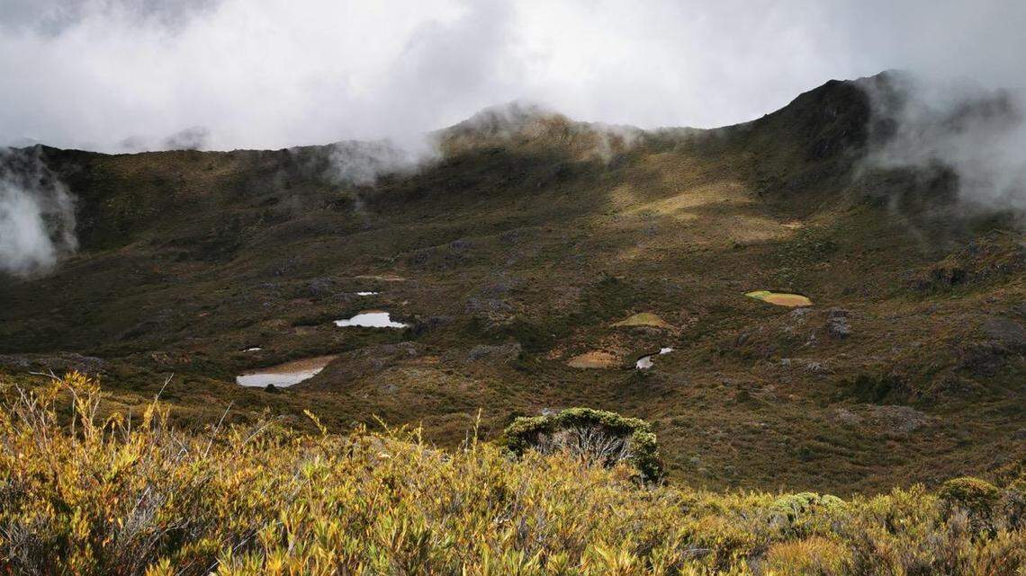 On the peak of Costa Rica’s tallest mountain, the land around “eternal waters” provide a home to a new species.