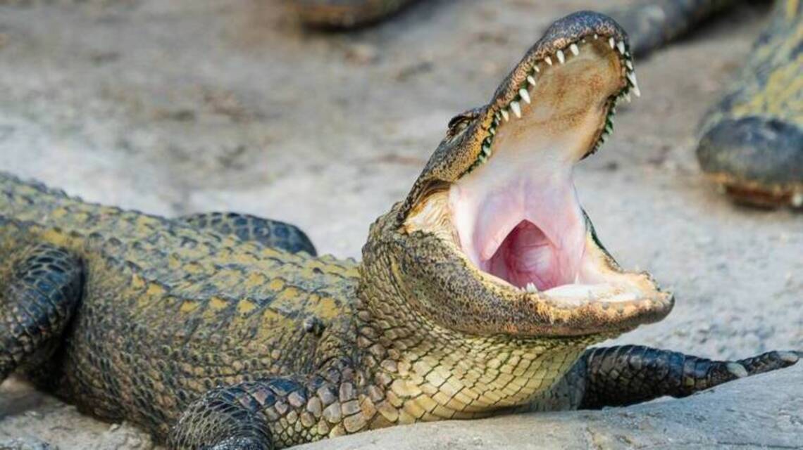 Gators are rampaging in South Florida. Will you bow to your new reptile overlords?