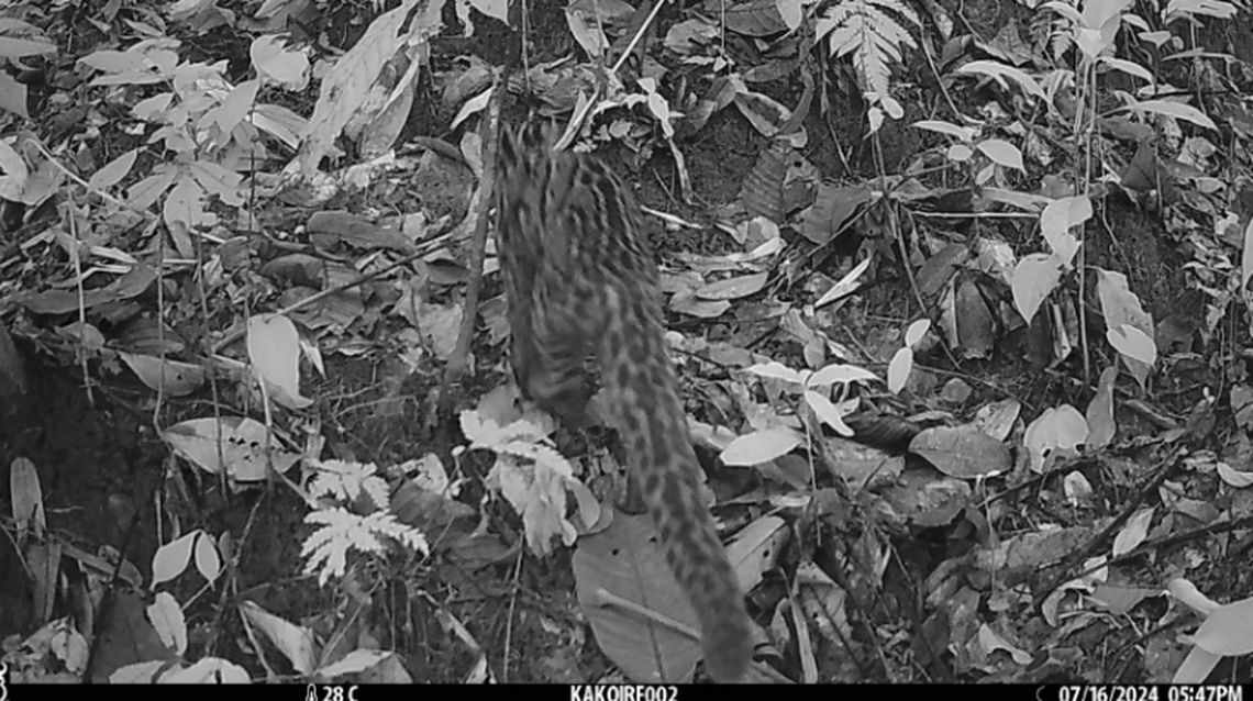 Local farmers and herders confirmed the cats have been spotted in the area.