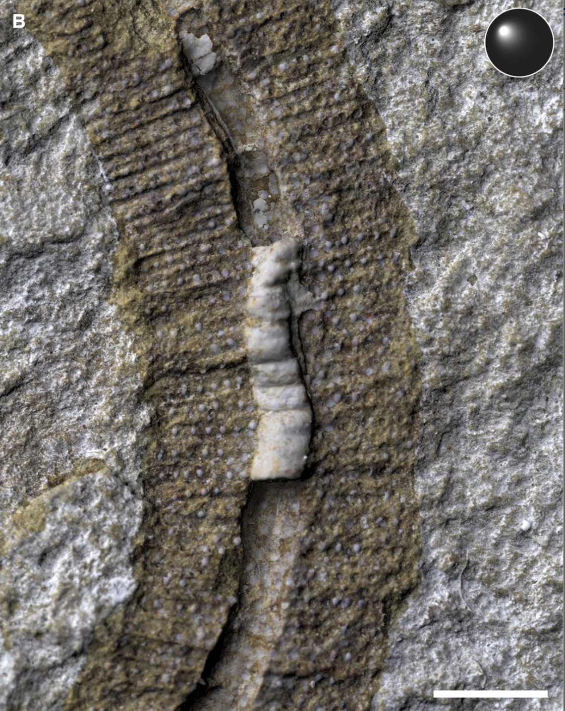 The worm’s muscles moved like an accordion, and spines along the body helped it move along.