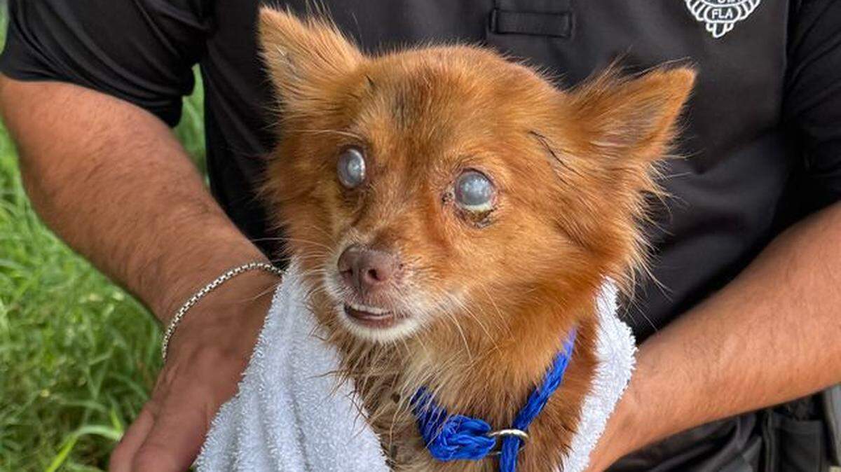 A Miami-Dade County firefighter holds a dog he and his colleagues rescued from an abanodoned septic tank at a construction site Thursday, Aug. 21, 2025.