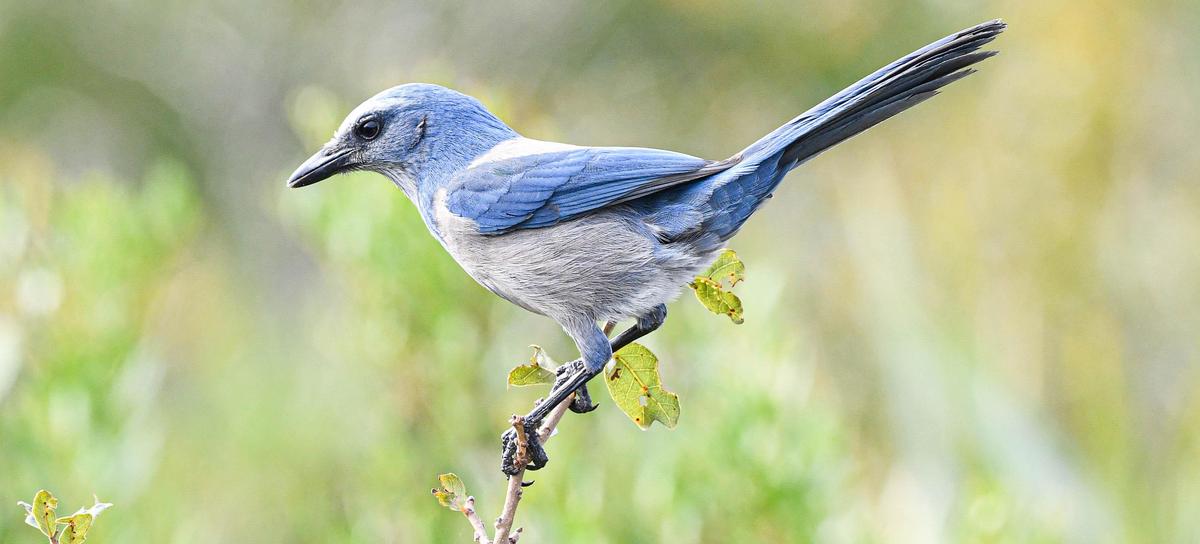 The Florida scrub-jay, a lively and chatty bird, lives only in wild lands north of Lake Okeechobee that has under development pressure for decades.