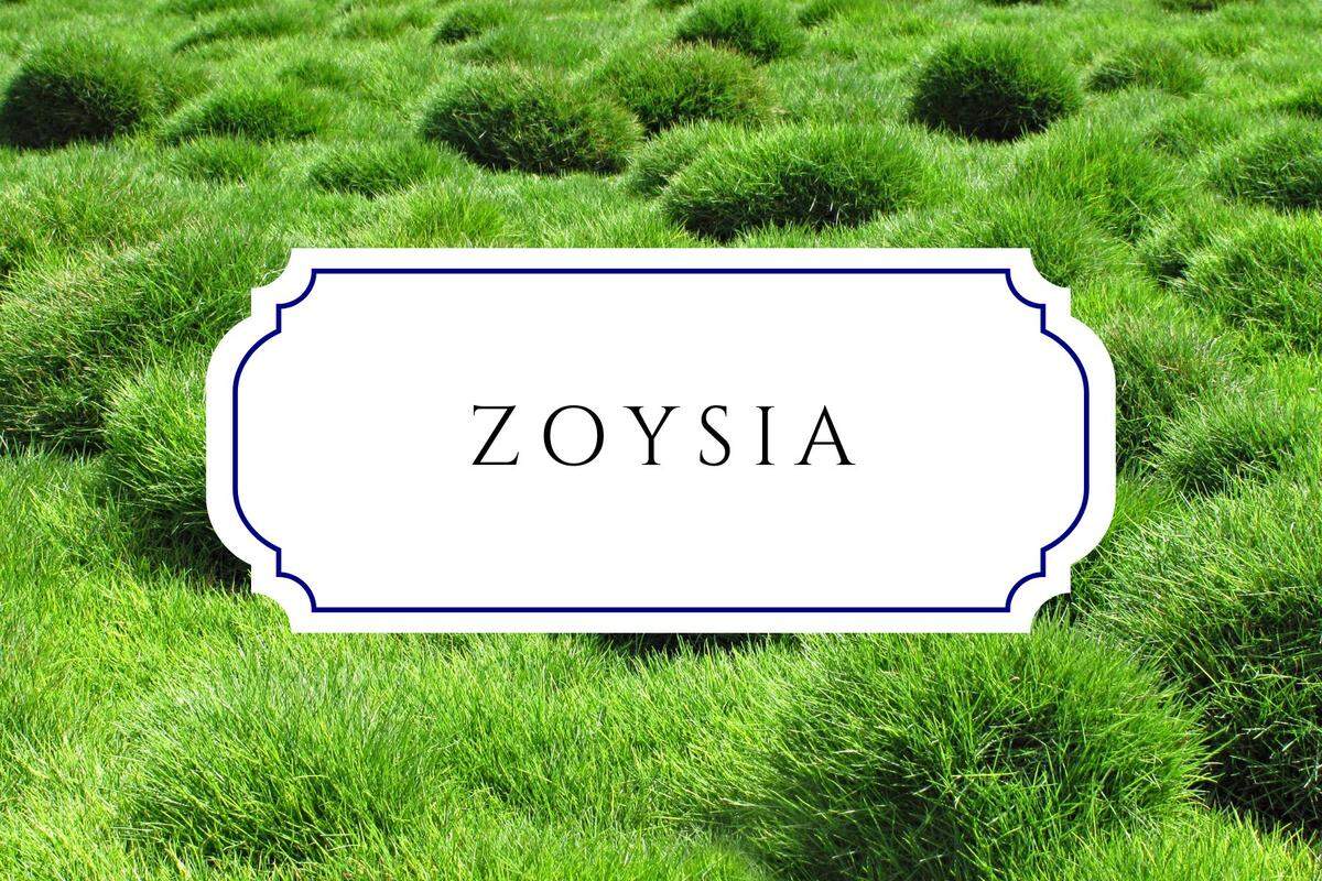 botanical baby names zoysia