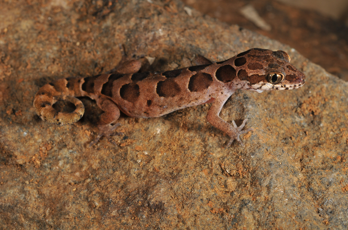 The Cyrtodactylus chengodumalaensis, or Coastal Kerala gecko.
