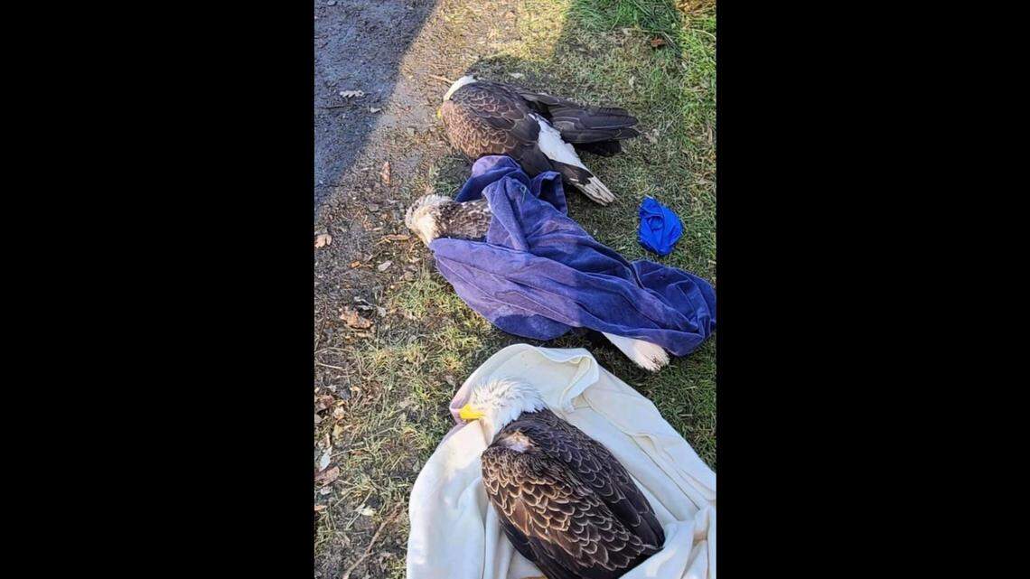 Five sick bald eagles were found acting strangely and feeding on a deer carcass in Manchester, Maryland. Experts are investigating the cause of their illness.