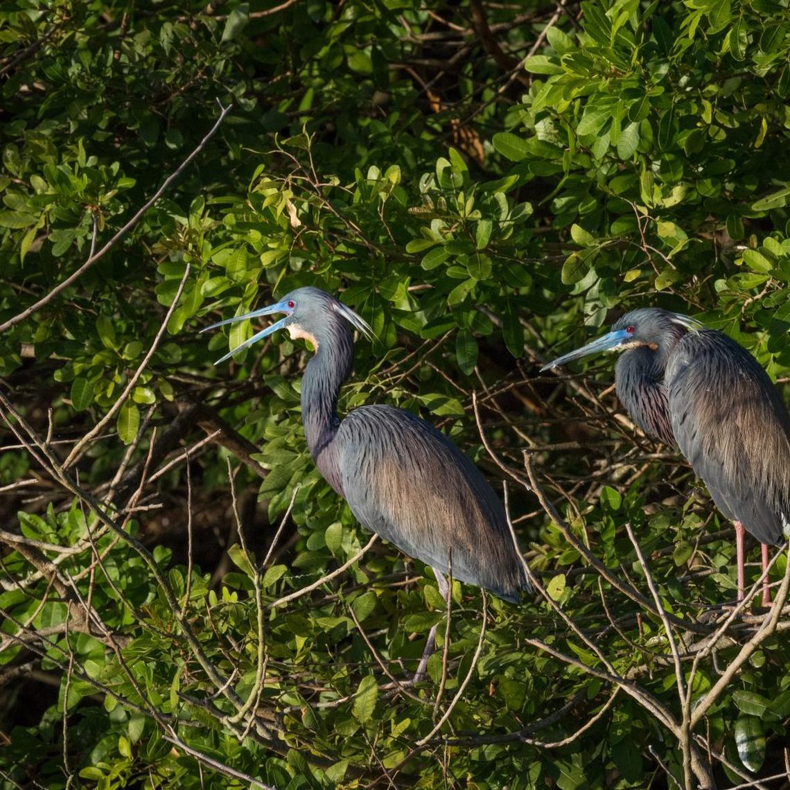 Tri-colored heron at the bird rookery on an island that used to be a water hazard at the former Calusa Country Club golf course in Kendall.