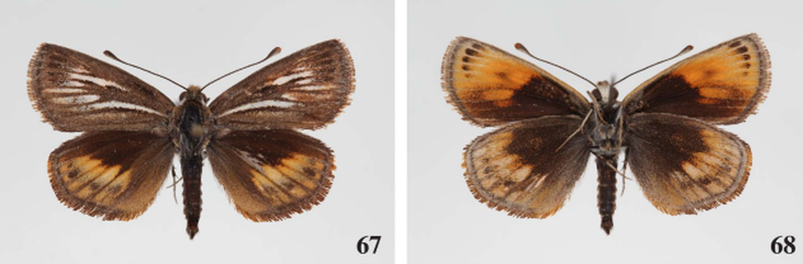 The White-veined sun moth.