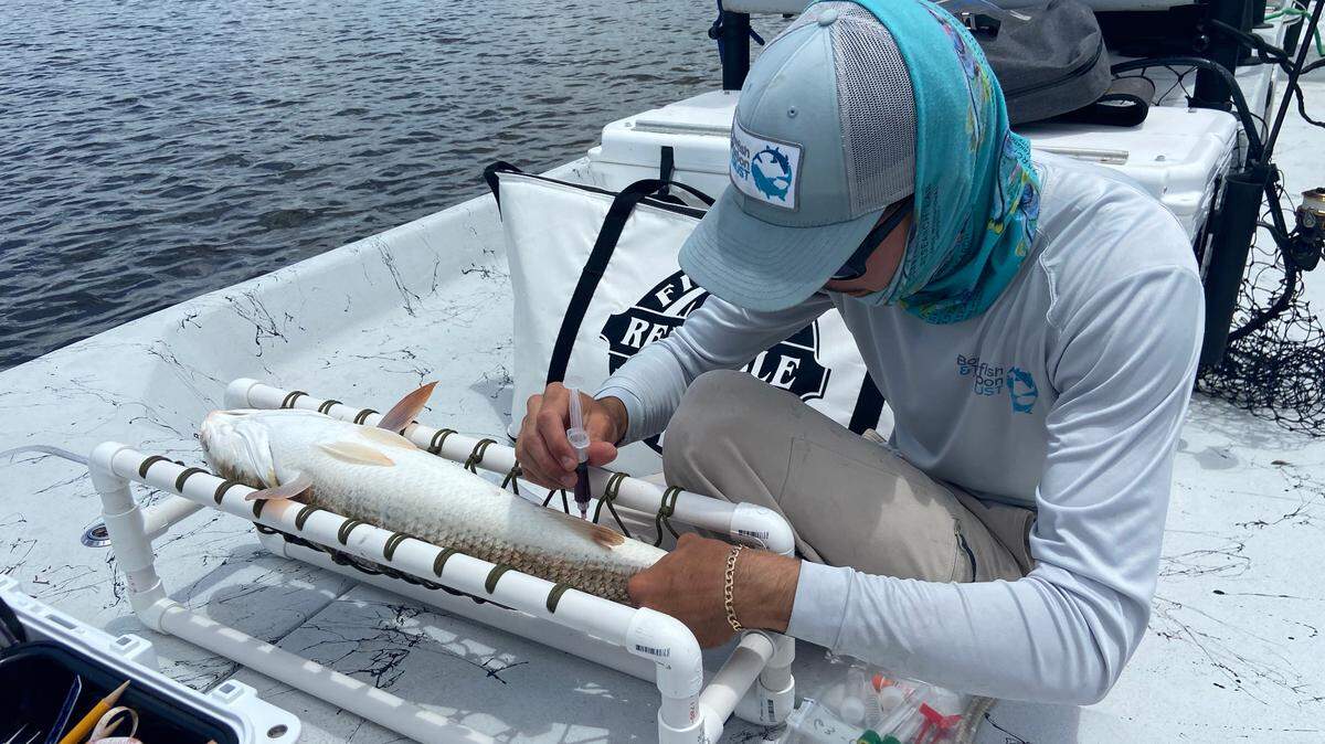 FIU researcher Andy Distrubell examines a redfish as part of a study looking at pharmaceutical contamination in inshore fish in Florida. Nearly all of the more and 100 redfish studied had some form of pharmaceutical contamination in their systems.