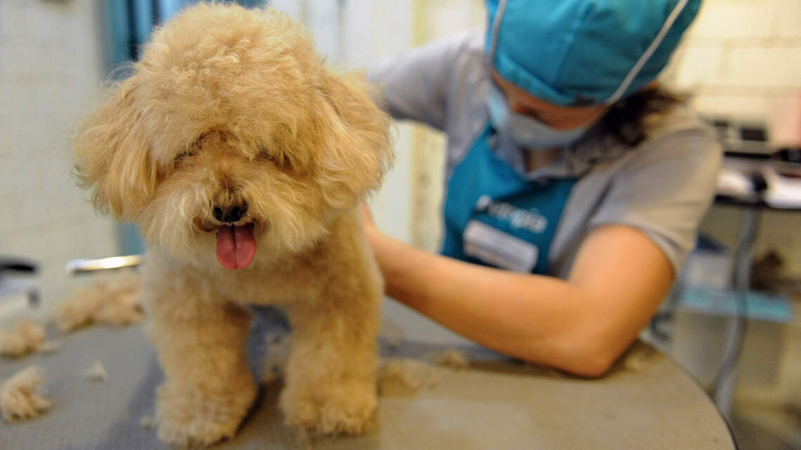 Dog grooming is a booming industry with very little oversight. What to know about vetting your groomer