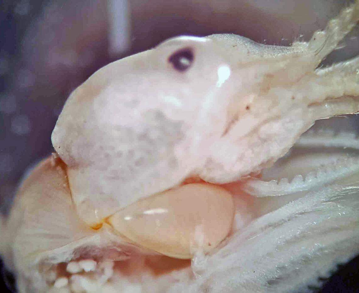The head of one of the new clam shrimp species, Leptestheria chalukyae.