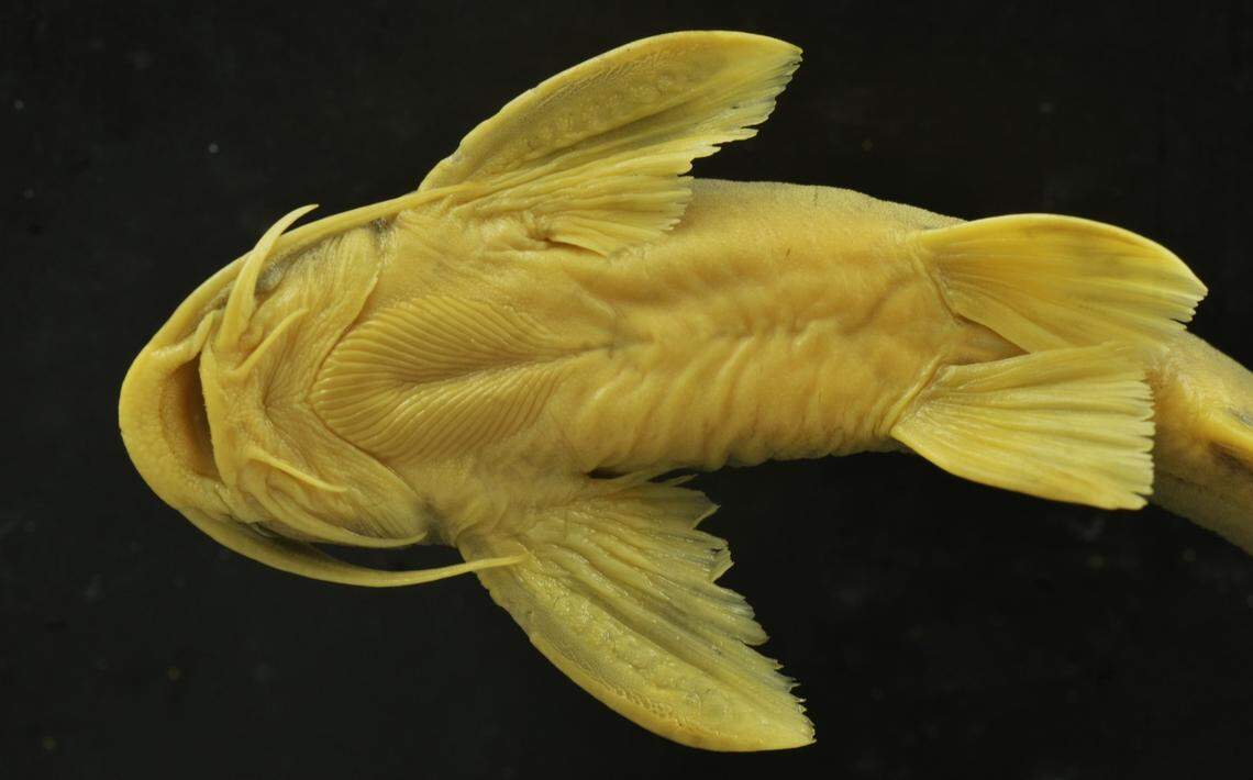 Skin ridges on the bottom of the fish help it to suction to rocks in the fast-flowing river, researchers said.