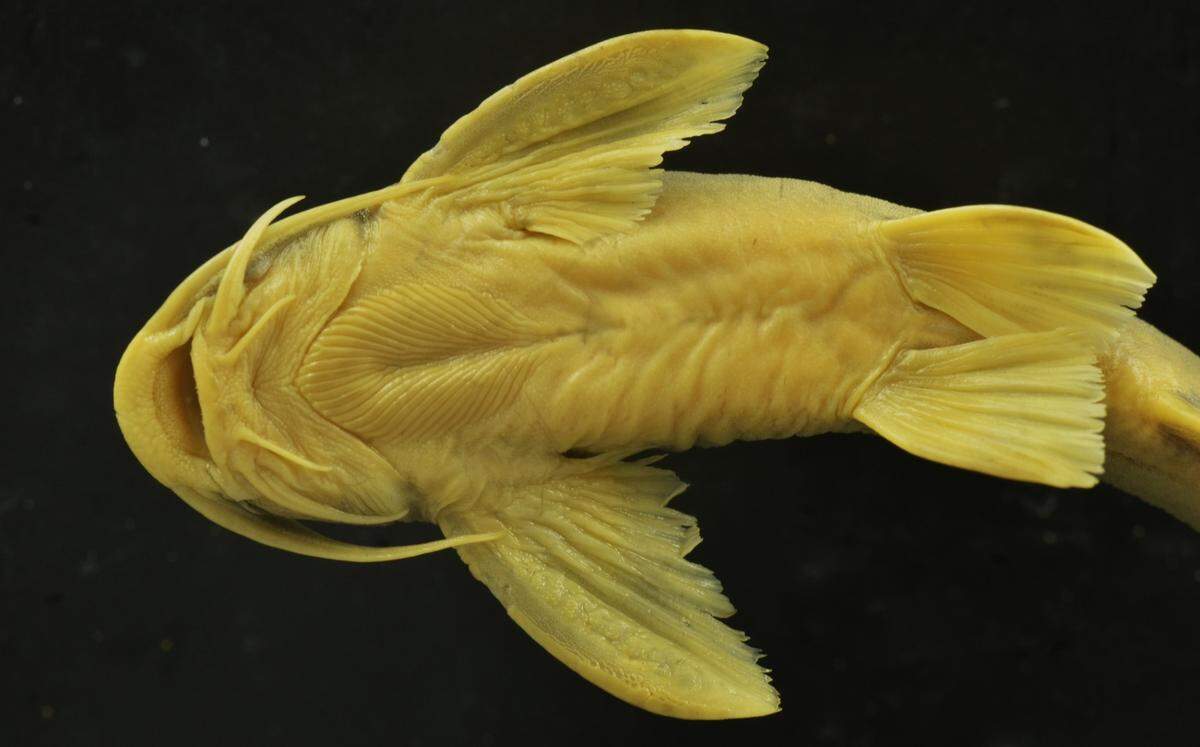 Skin ridges on the bottom of the fish help it to suction to rocks in the fast-flowing river, researchers said.