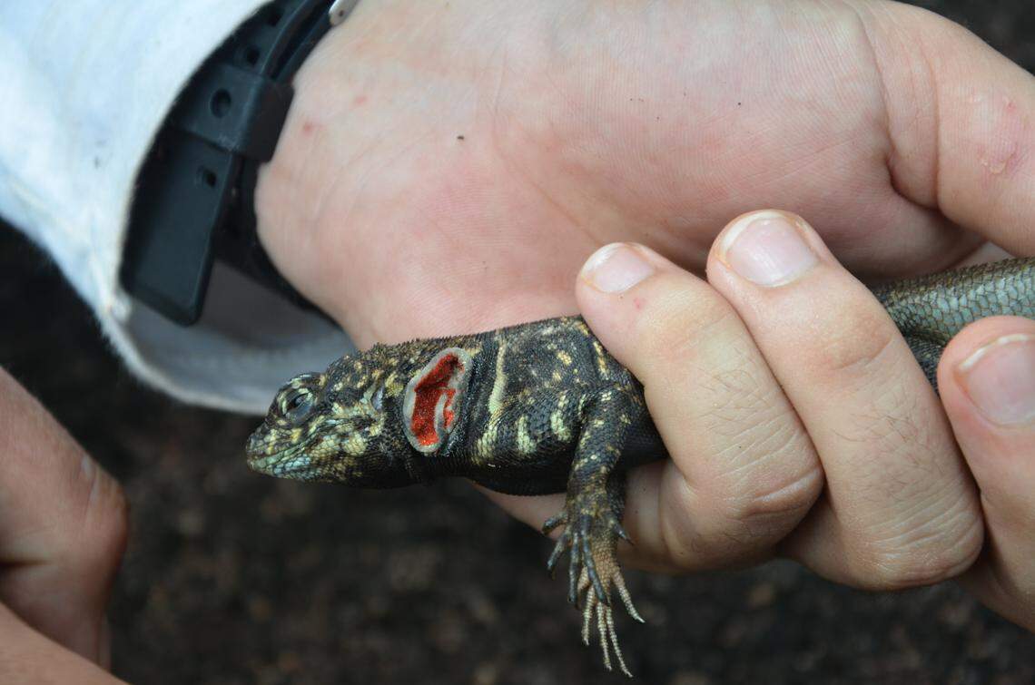 A researcher holds a Tropidurus madeiramamore, or Madeira-Mamoré collared lizard, and shows the red-colored “pocket” on its neck.