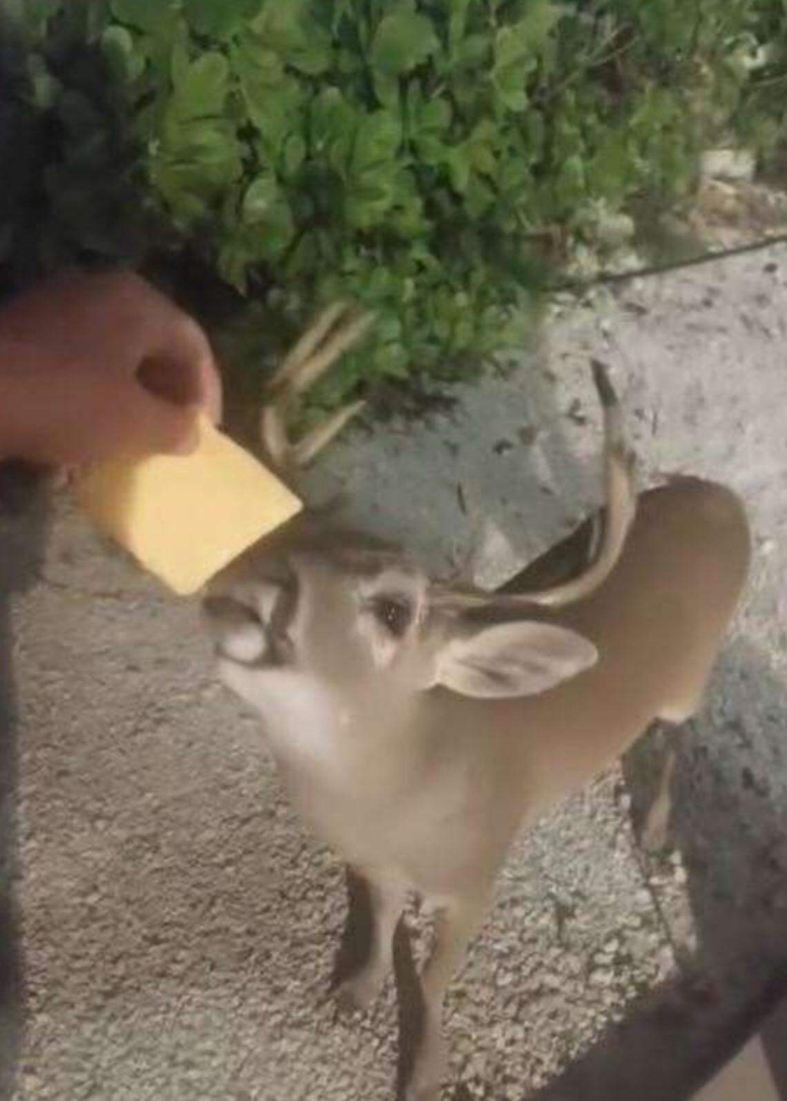 A photo posted by a Florida Keys man on his Facebook page Jan. 3, 2024, shows him feeding a Key deer a slice of cheese, according to fish and wildlife police.
