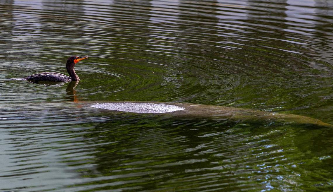 A cormorant and a manatee swim at a canal as Miami-Dade County’s sea level rise strategy was released at a press conference celebrated at El Portal Village, on Friday, Feb. 26, 2021.