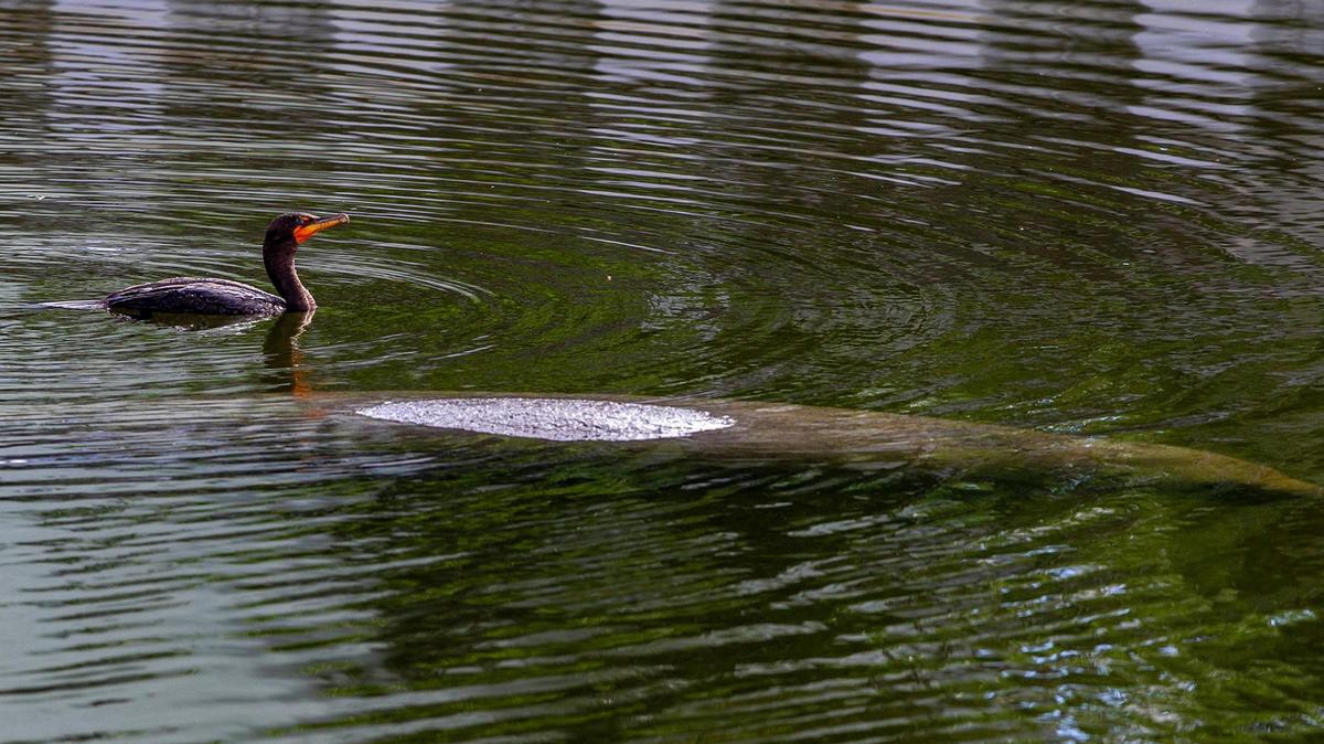 A cormorant and a manatee swim at a canal as the Miami-Dade County’s sea level rise strategy was released at a press conference celebrated at El Portal Village, on Friday, Feb. 26, 2021.