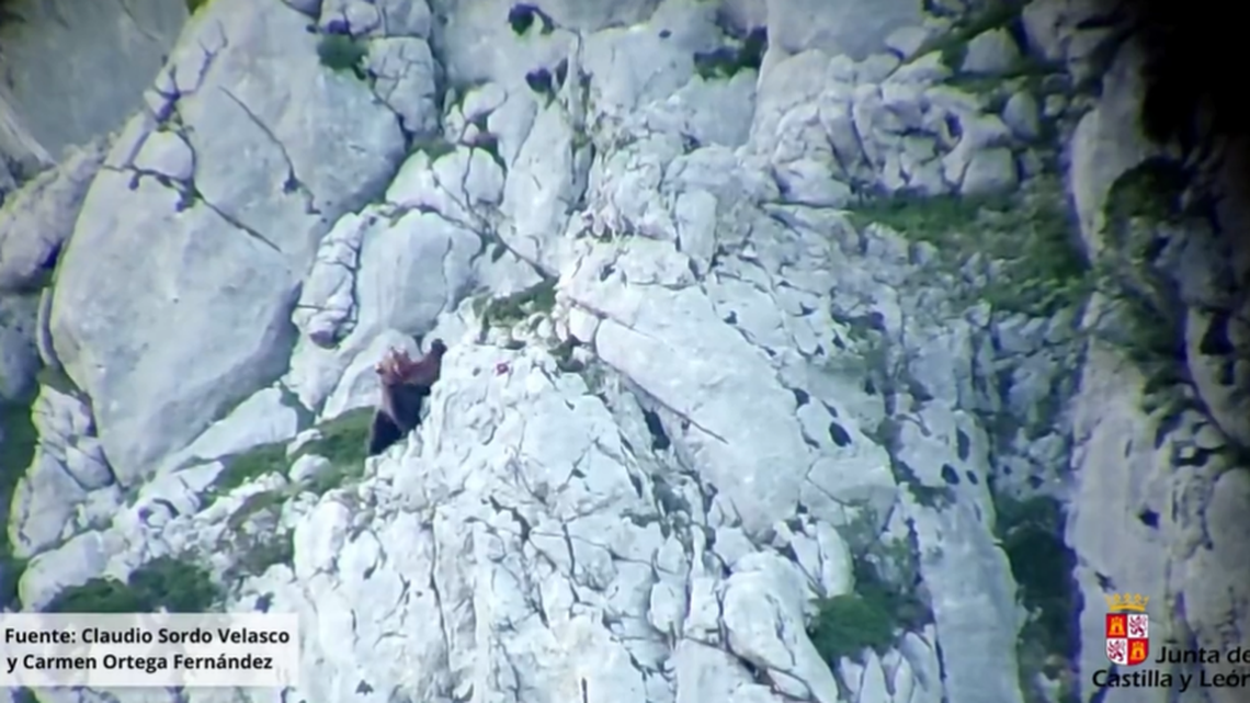 A pair of bears fell off of a sheer cliff while fighting in the mountains in northern Spain, video shows.