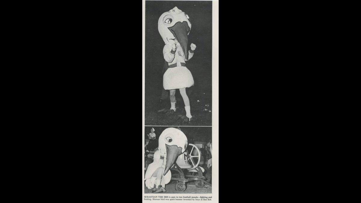 Pictures of Sebastian the Ibis, the University of Miami’s new mascot, in the school’s Ibis 1959 yearbook. The caption on the page reads “Sebastian the Ibis is seen in two football moods — fighting and fretting. Human bird was spirit booster invented by boys in San Sab.”