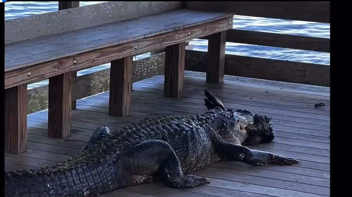 Alligator at Palm Island Park in Mount Dora, Florida