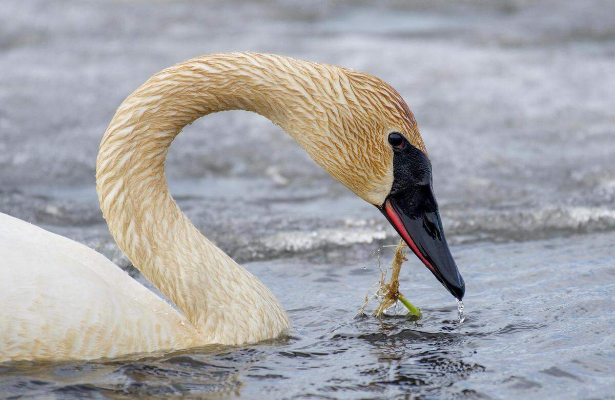 trumpeter swan swimming water