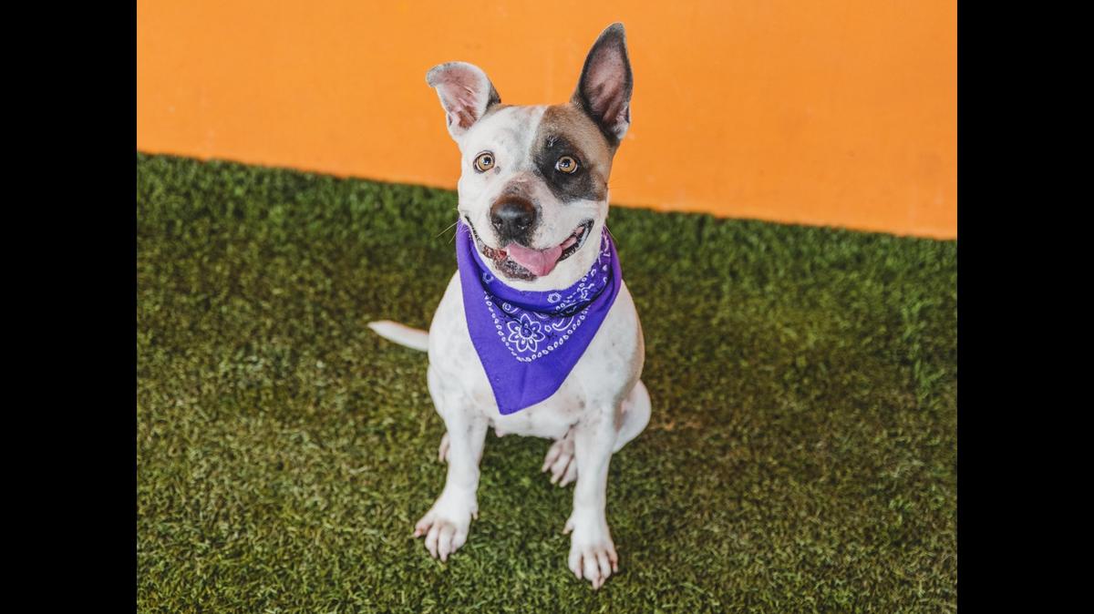 “Amethyst A2395621 is a 3-year-old who is the best of both worlds: She loves human attention and cuddles as much as she enjoys going out and playing fetch for hours. She has good manners, knows how to sit, gives paw and won’t climb on the sofa unless invited. She is also potty-trained. She doesn’t care for cats and needs slow introductions with other dogs. She recently received her heartworm treatment, so she will need come back for a follow-up test and we will provide six months of heartworm prevention for the adopter as part of her treatment plan.”