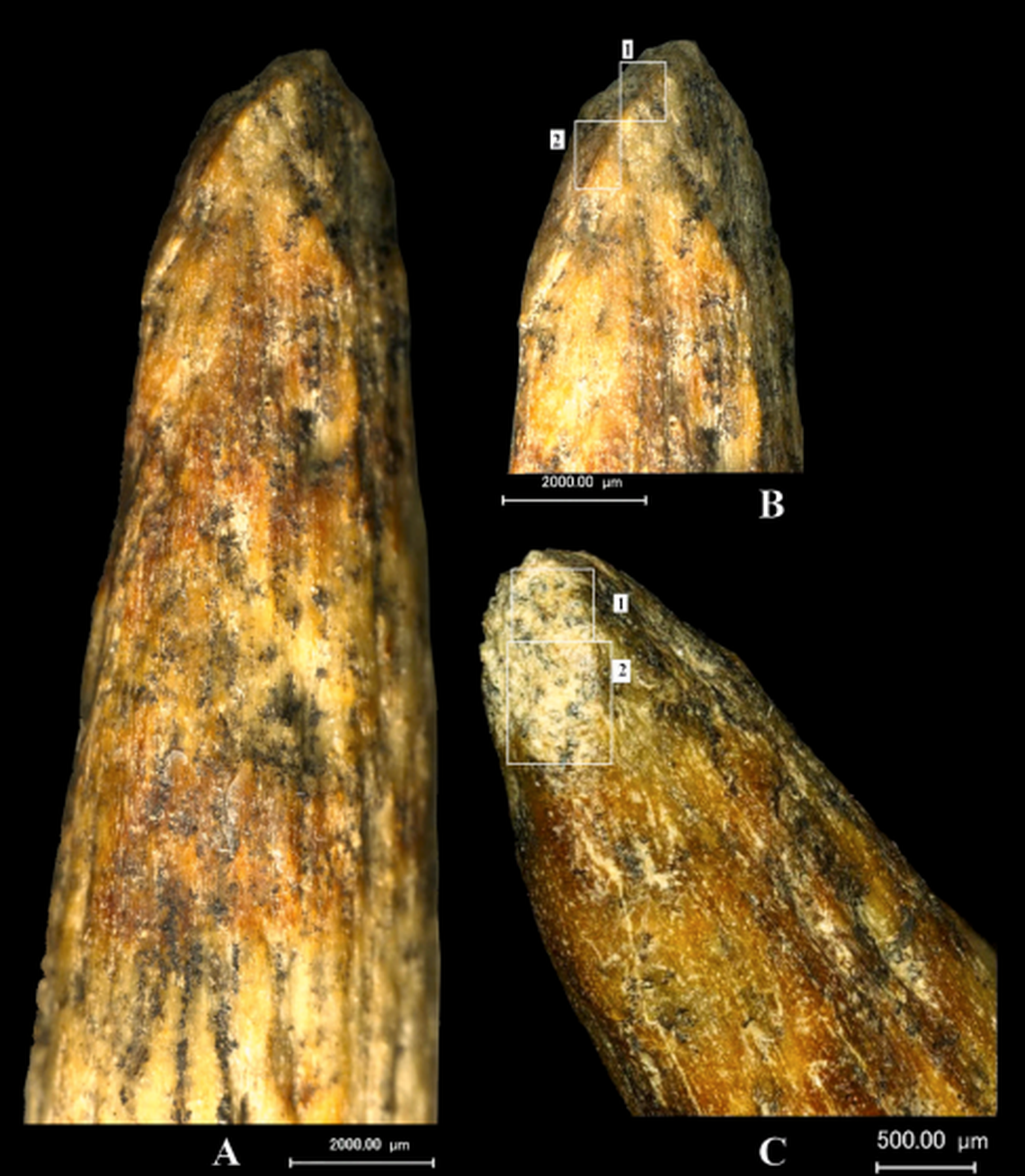 The tip was carved into a point, making it the oldest known bone tip in Europe.