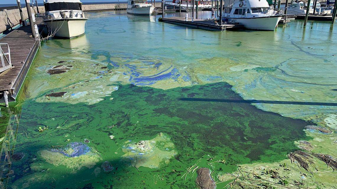 Thick blue-green algae surrounds boats in the Pahokee Marina on Lake Okeechobee last month. Blooms are increasing as water temperatures rise and nutrients in the shallow lake get stirred up by wind.