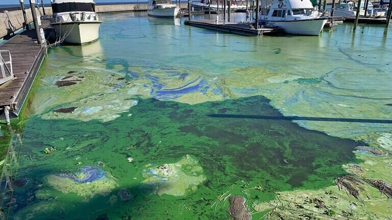 After Ian and Nicole, experts warn of health risks from blue-green algae