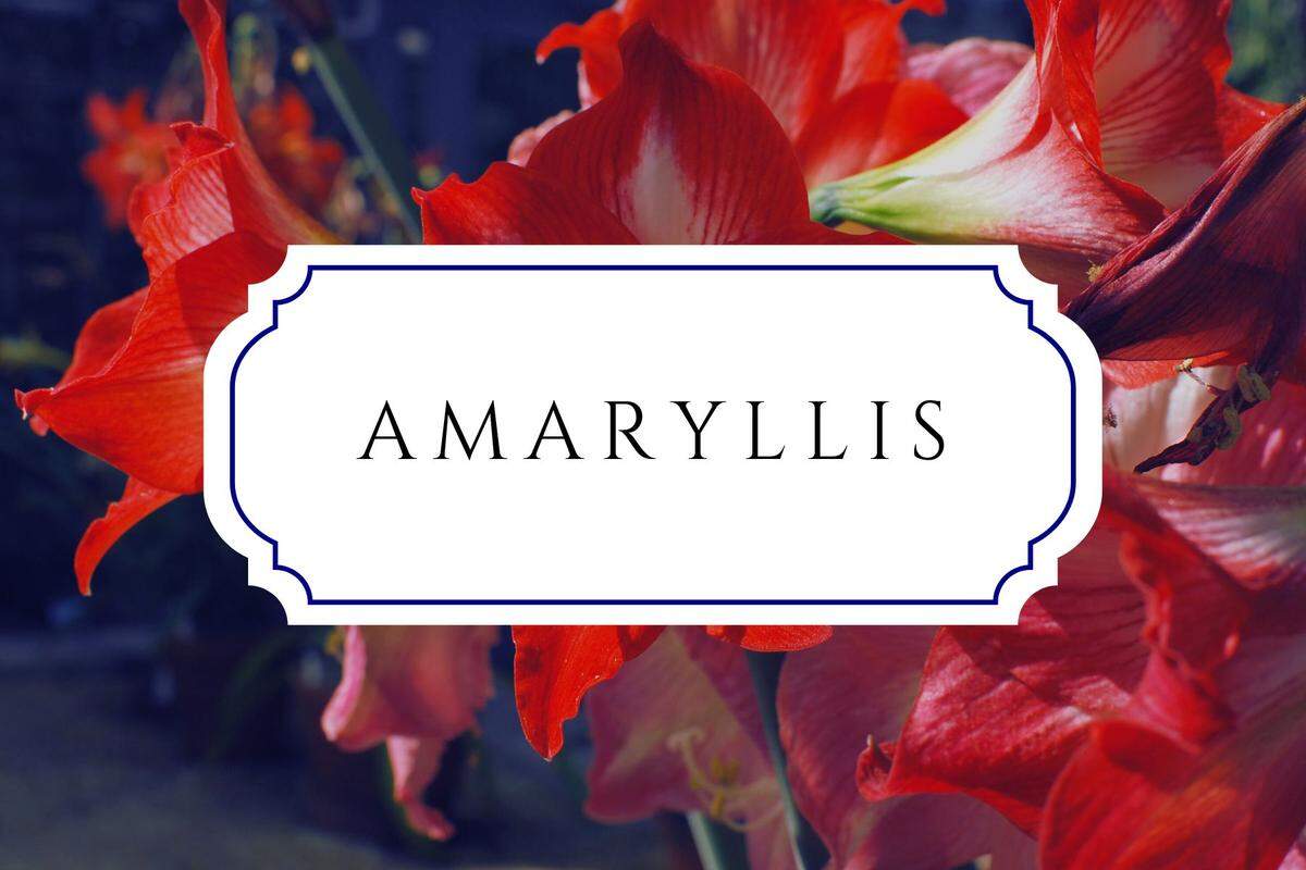 names that mean flower amaryllis