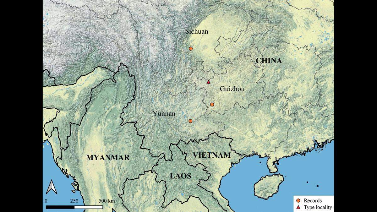 The spiders were found in caves in three different Chinese provinces, the researchers said.
